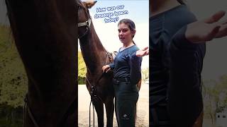 Sometimes refresher lessons with dressage can help with jumping horsetraining dressage eventing [upl. by Sherie762]