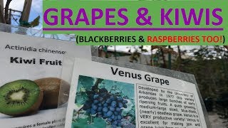 GROWING GRAPES amp KIWIS BLACKBERRIES AND RASPBERRIES TOO  LIVESTREAM [upl. by Cedell]