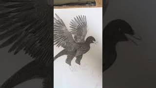 Drawing Archaeopteryx [upl. by Atiekahs509]