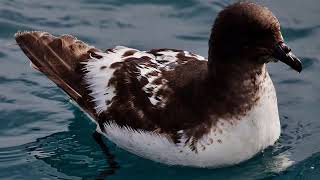 AmazeWing Facts About The Cape Petrel For Kids [upl. by Eirotal]