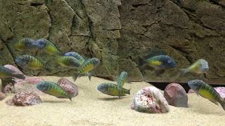 Tropheus moorii quotlemon spotquot Kalambo  PISCES [upl. by Rita]