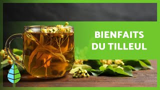 BIENFAITS du TILLEUL 🌿 Propriétés Comment préparer une INFUSION et Contreindications [upl. by Victoria]