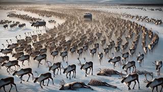 Largest Reindeer Pack Ever Recorded – Why Are They Migrating [upl. by Milzie]