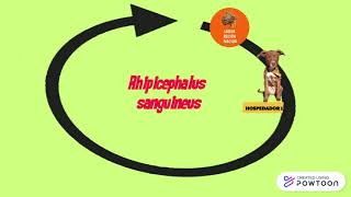 CICLO BIOLOGICO Rhipicephalus sanguineus [upl. by Silyhp]