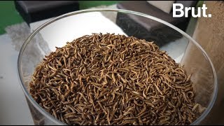 France  la première ferme à insectes comestibles [upl. by Anyrb245]