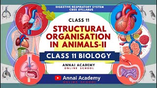 Discovering Animal Anatomy Structural Organisation in AnimalsII Unveiled [upl. by Alesram706]