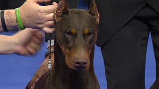 Doberman Pinscher 2018 National Dog Show Working Group [upl. by Fidelas]