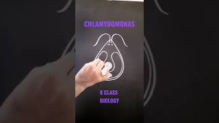 CHLAMYDOMONAS DIAGRAM [upl. by Gnagflow162]