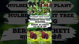 Mulberry fruit plant  mulberry tree  mulberry fruit  fruit tree berry [upl. by Eiclehc]