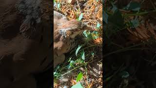 I almost trod on this Redlegged Partridge partridge bird [upl. by Enilarak]