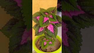 My colourful coleus coleus caretips plants gardening flowers colocasialeaves [upl. by Genesa312]