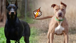 Pitbull VS Doberman [upl. by Kado364]