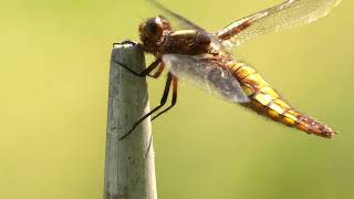 Großlibellen Dragonflies [upl. by Isyad]