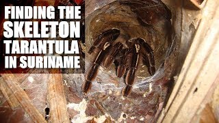 SKELETON TARANTULA Suriname [upl. by Uund]