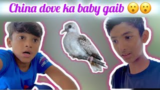 China dove ka baby cage se gaib birds dove [upl. by Tamar239]