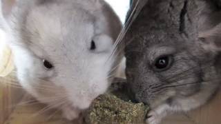 Baby Chinchillas Fight Over Hay [upl. by Aitra]