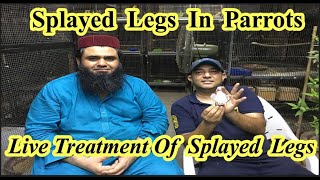 What Are The Reasons Of Splayed Legs In BirdsLive Treatment Of Splayed LegsRana Jibran [upl. by Ahsenod]