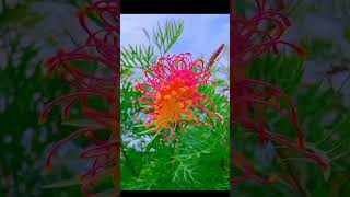 Grevillea flower shortvideo nature flowerbeautiful [upl. by Ahtikal208]