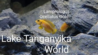 Lamprologus Ocellatus Gold [upl. by Mcdonald951]