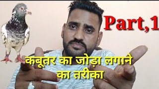 Kabutar ka Joda lagane ka tarika कबूतर का जोड़ा लगाने का तरीकाPart1 [upl. by Yorgos828]