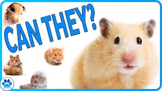 SYRIAN Hamsters Can Happily LIVE Together  Myths amp Misconceptions  Episode Five  JohnsAnimals [upl. by Nagud]