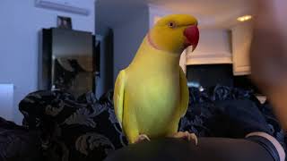 Pratende halsbandparkiet  Talking Ringneck Parrots indian mutation Part 7 [upl. by Calandria]