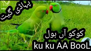 ku ku AA BooL phari song کو کو آں بول پہاڈی گیت 2023 gojri phari songs singer shabnam chatterguly [upl. by Kuo736]