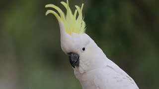 Sulphurcrested Cockatoo in the wild [upl. by Ridan]