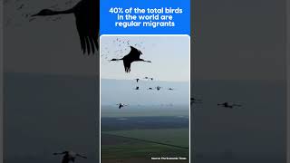 World Migratory Bird Day🐦 Birds on the move birds birdmigration shortsyoutube  Animal Planet [upl. by Ahsirtal]