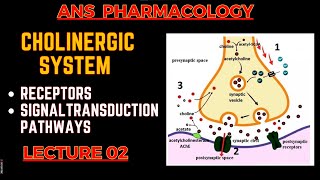 Cholinergic System Basics  Receptors and their Signal transduction  ANS pharmacology L2 [upl. by Aleetha431]