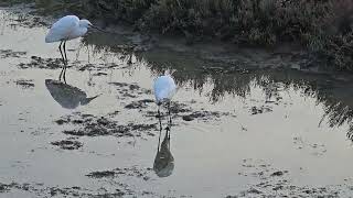 20241109 Naravni rezervat ŠKOCJANSKI ZATOK CICONIIFORMES Egretta garzetta MALA BELA ČAPLJA [upl. by Adiel]