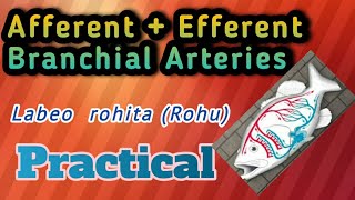 AfferentEfferentBranchial arteriesZoology [upl. by Herrah]