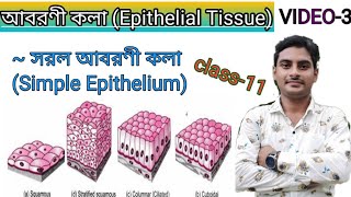 সরল আবরণী কলা ll Simple Epithelial tissue lltypes of Epithelial tissue BengaliBiology in Bengali [upl. by Enelehcim]