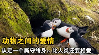 海鸚往返百余公裏覓食，卻在家門口遭遇各種鳥類搶奪 動物世界 自然紀錄片動物世界 動物科普 animals pets funnyanimals funny cute 搞笑 科普 [upl. by Lyndsey]