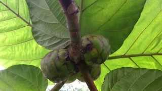 Ficus Dammaropsis  Kapiak  Highland Breadfruit  Dinner Plate Fig HD 02 [upl. by Orin]