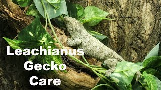 Leachianus Gecko Care [upl. by Turk]