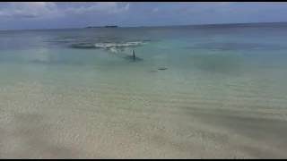 Ataque de tiburón martillo en la playa cable beach Nassau en Bahamas [upl. by Apeed513]