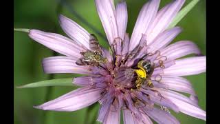 Chaetorellia succinea amp Andrena flavipes [upl. by Eberle]