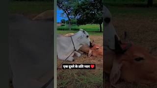 एक दूसरे के प्रति प्यार ♥️ animallover cow animals motivation [upl. by Aleemaj938]