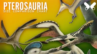 PTEROSAURS  size comparison and data Flying reptiles [upl. by Sirmons]