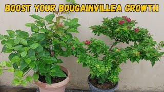 Enhancing Bougainvillea Growth in the Rain Best Practices [upl. by Auqcinahs702]