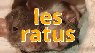 LES RATUS SONT LA [upl. by Humphrey]