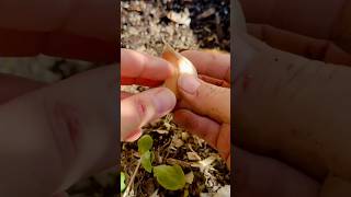 Garlic Lovers Plant Now Easy way to plant garlic garlic gardeningtips growyourownfood garden [upl. by Salinas]