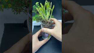 Ingenious ideas in your home every gardener should know this shorts diy bottle garden [upl. by Hoang549]