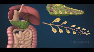 Pancréas  Anatomie Fonctions [upl. by Karlin266]