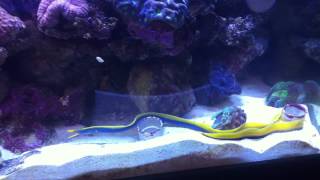 My Blue Ribbon Eel [upl. by Nosreme797]