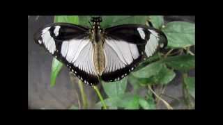 quotPapilio dardamos femmina im Schmetterlingshaus BordanoItalienquot Live Video von Karin Schmökel [upl. by Iffar948]