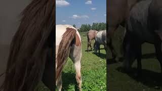 Stallion went for a walk in a herd of mares । Beautiful Horses [upl. by Carling]