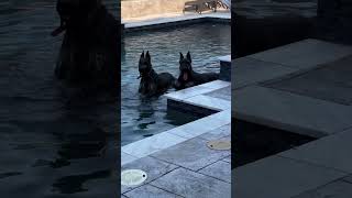 Day Spa…for dogs giantschnauzer schnauzer [upl. by Hardin167]