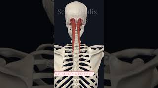 Semispinalis capitis 3d 3danimation anatomy viral viralshorts shorts muscleaction [upl. by Ardiedak513]